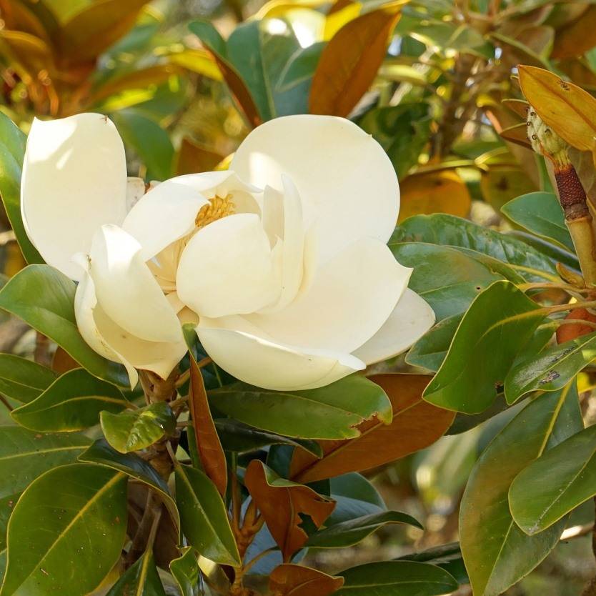 Magnolia grandiflora Little Gem