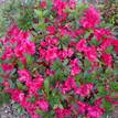 Azalea indica Red Wings