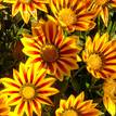 Gazania rigens Daybreak Red Stripe