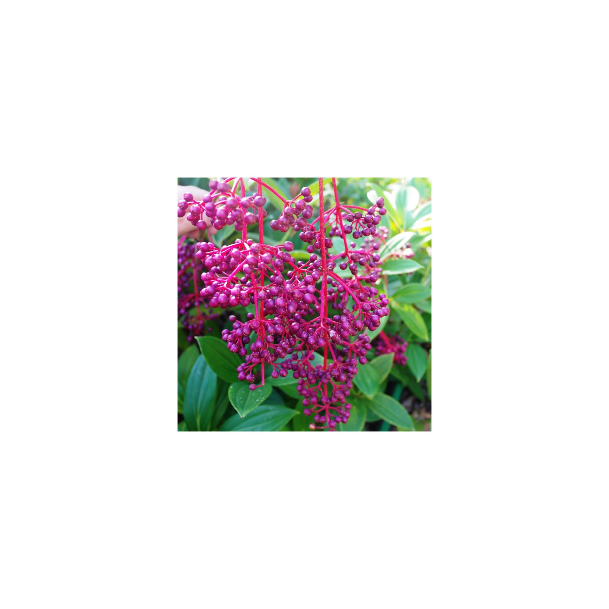 Medinilla myriantha Divine Plants Online Shop