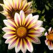 Gazania rigens Daybreak Rose Stripe