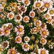 Gazania rigens Daybreak Rose Stripe