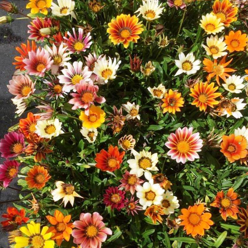 Gazania Kontiki Mix