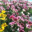 Gazania rigens New Day Pink Shades