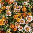 Gazania rigens Tiger Mix