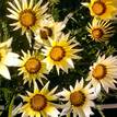 Gazania rigens New Day White