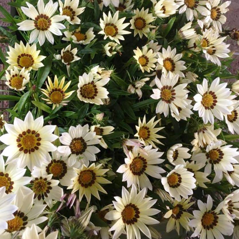 Gazania rigens New Day White