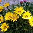 Gazania rigens New Day Yellow