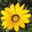 Gazania rigens New Day Yellow