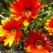 Gazania rigens New Day Bronze