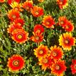 Gazania rigens New Day Bronze