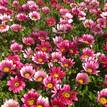 Gazania rigens New Day Pink Shades