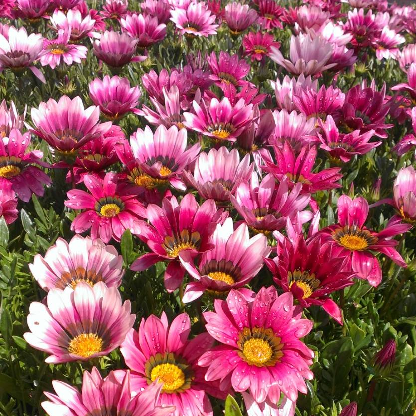 Gazania rigens New Day Pink Shades