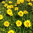 Gazania rigens New Day Yellow