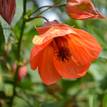 Abutilon x hybridum Bella Select