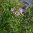 Gaura lindheimeri Sparkle White