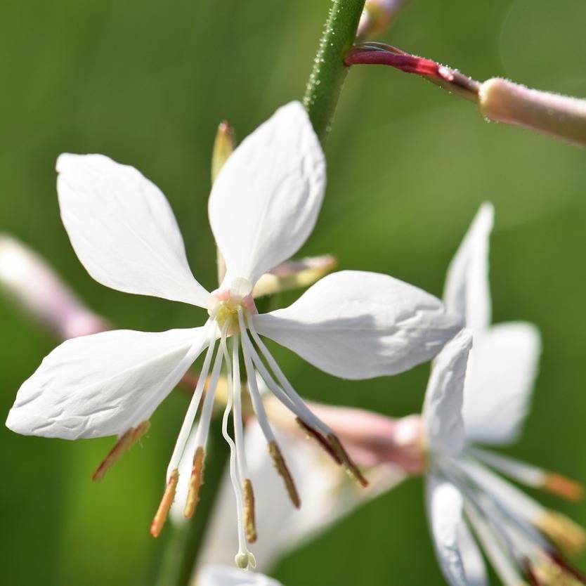 Gaura lindheimeri Sparkle White