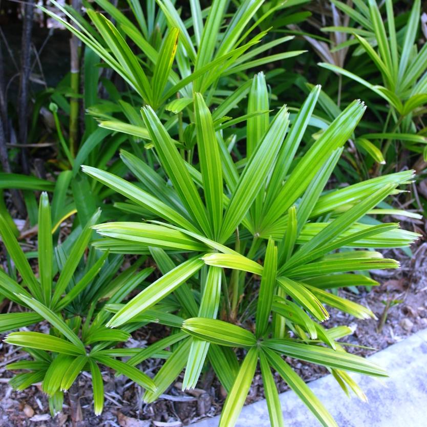 Rhapis excelsa