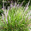 Liriope Evergreen Giant