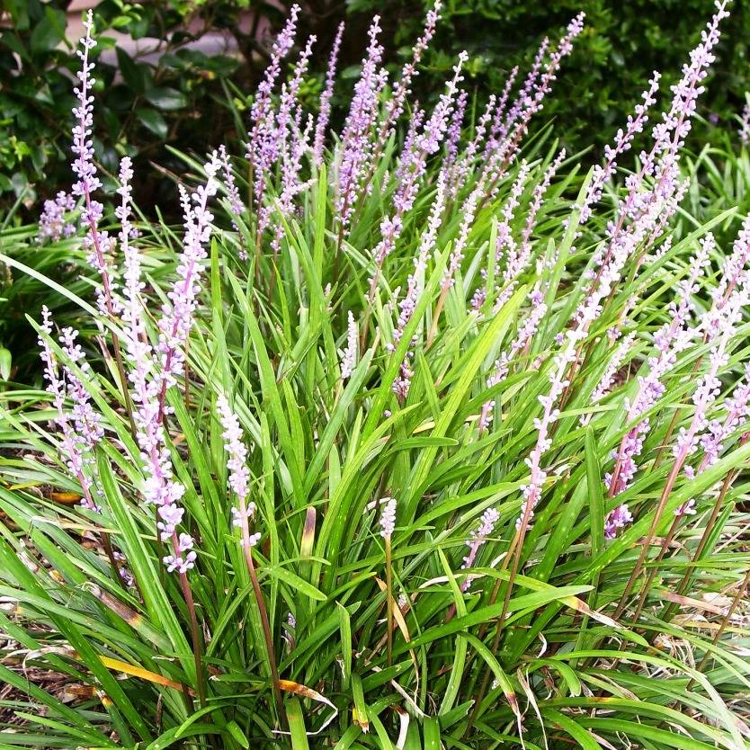 Liriope Evergreen Giant Divine Plants Online Shop