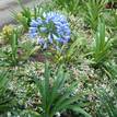 Agapanthus orientalis Blue Australian