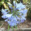 Agapanthus orientalis Blue Australian