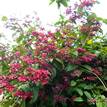 Clerodendrum speciosum