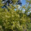 Melaleuca bracteata Revolution Gold