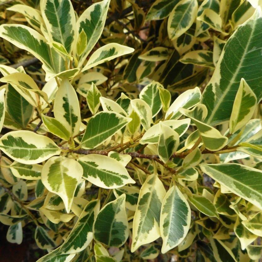 Ficus benjamina Starlight