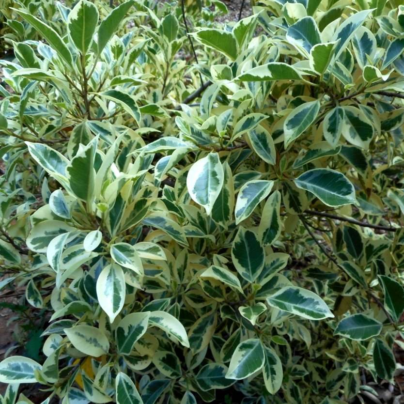 Ficus benjamina Starlight Divine Plants Online Shop