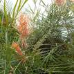 Grevillea Just Peachy