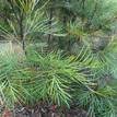 Grevillea Just Peachy