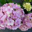 Hydrangea Assorted