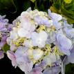 Hydrangea Assorted