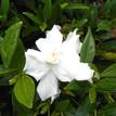 Gardenia augusta Radicans