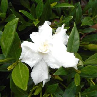 Gardenia augusta Radicans