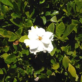 Gardenia augusta Florida