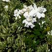 Gardenia augusta Radicans Variegated