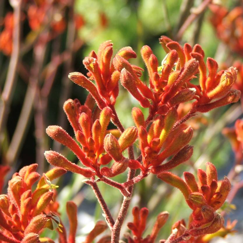 Anigozanthos flavidus Red