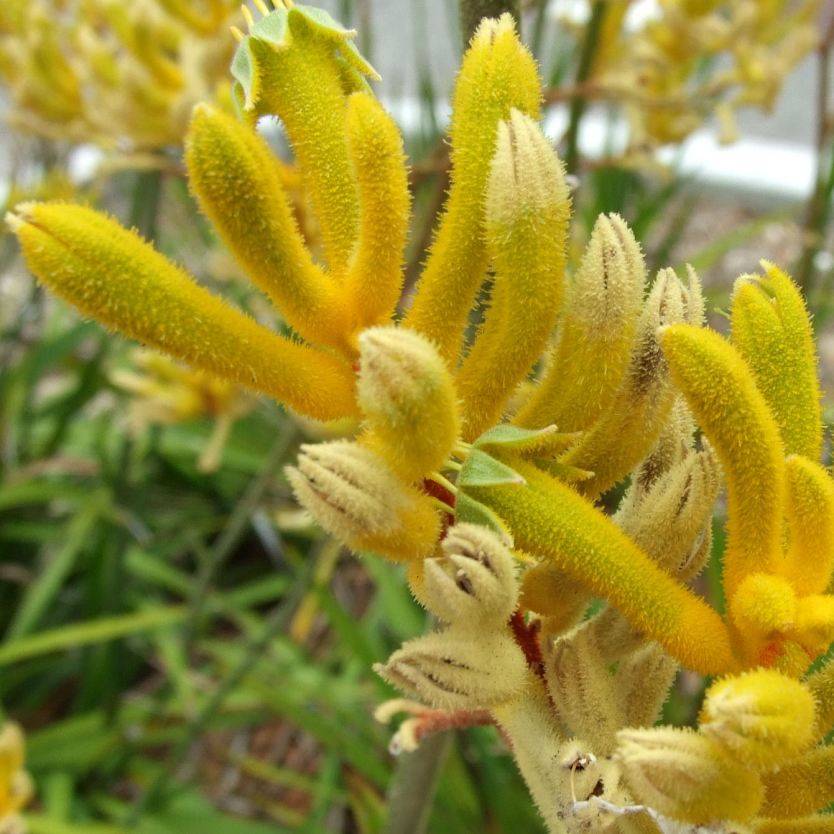 Anigozanthos flavidus Green