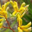 Anigozanthos flavidus Green