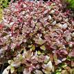 Alternanthera amoena Purple Splash