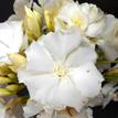 Nerium oleander Madonna