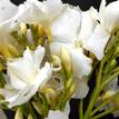 Nerium oleander Madonna