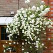 Rosa banksiae Alba