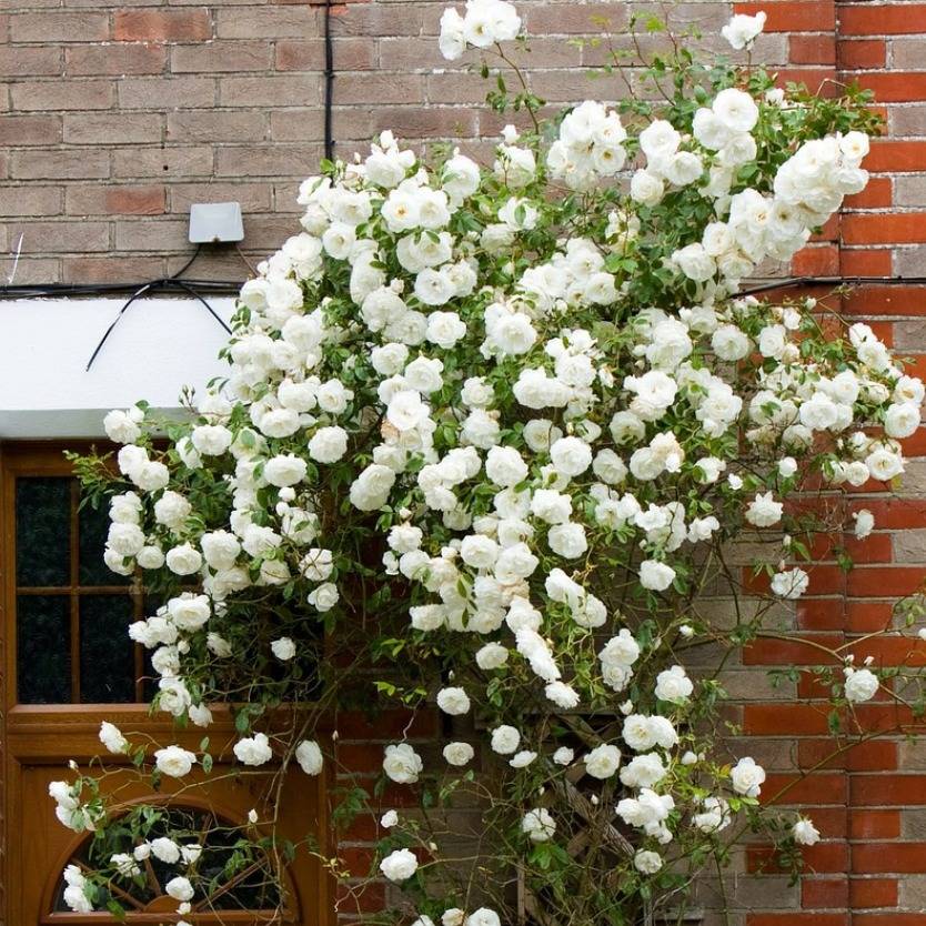 Rosa banksiae Alba Divine Plants Online Shop