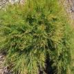 Melaleuca linariifolia Snowflake