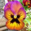 Pansy Swiss Giants Mix