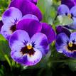 Pansy Swiss Giants Mix