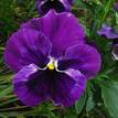 Pansy Swiss Giants Mix